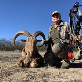 Bow Hunting Aoudad Ram
