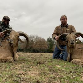 Aoudad Ram Texas Hunt