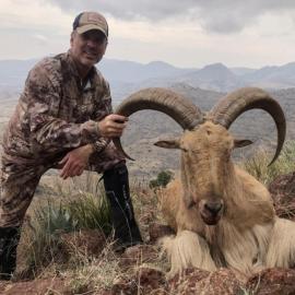 Hunt Trophy barbary sheep in Texas