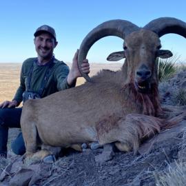 Huge aoudad ram in Texas