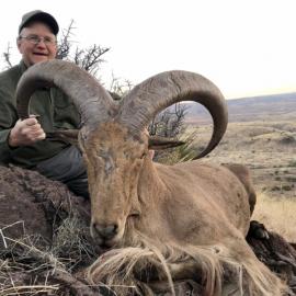Hunt giant barbary sheep