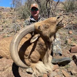 Low fence aoudad hunt in Texas