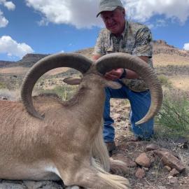 Texas aoudad sheep hunting
