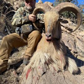 Hunt free range aoudad