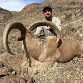 Huge free range barbary sheep hunt