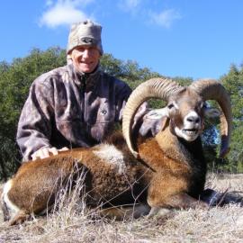 Hunt mouflon sheep in Texas