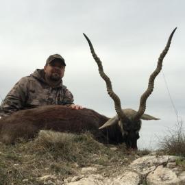 Texas trophy Blackbuck