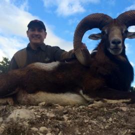 Trophy Mouflon Sheep