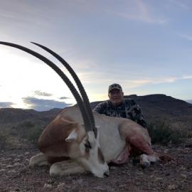 Giant Scimitar Oryx