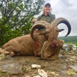 Aoudad Ram Hunt in Texas
