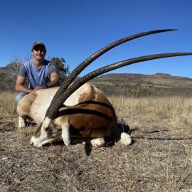 Trophy Scimitar Oryx in Texas