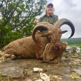 Hunt Trophy Aoudad in Texas