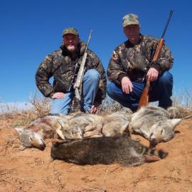 Hunting Coyotes in Texas