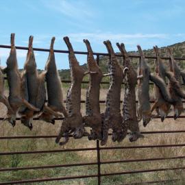 Coyote and Bobcat in Texas