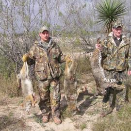 Hunt Coyote in Texas