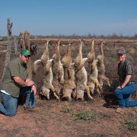 Hunt Coyotes in Texas Hill Country