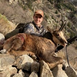 Pyrenean Chamois Mountain Hunting