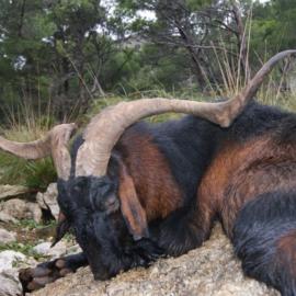 Hunt Mallorcan Wild Goat in Spain