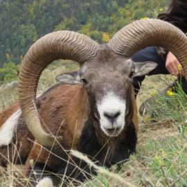Giant Mouflon Hunt in Spain