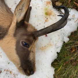 Pyrenean Chamois Hunting