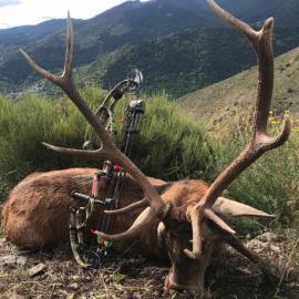 Hunt Red Stag in Pyrenees Mountains