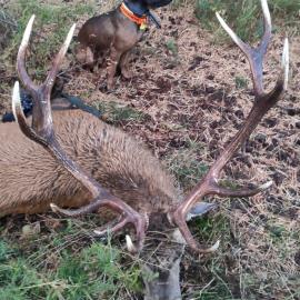 Red Stag Hunt in Spain