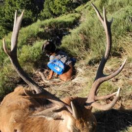 Hunt Red Stag and Mouflon Sheep