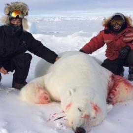 A nice trophy Polar Bear