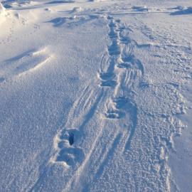 Polar Bear Tracks