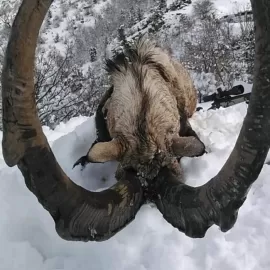 hunting bezoar ibex in Turkey