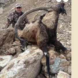 Turkish bezoar ibex hunting