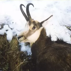 Mountain Hunting for Anatolian Chamois in Turkey