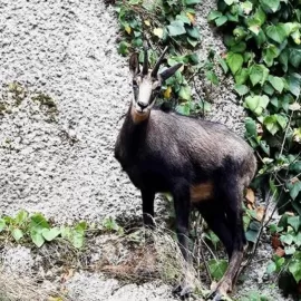 Eurasian mountain hunt for Anatolian Chamois