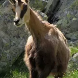 hunt trophy Anatolian Chamois in Turkey