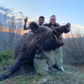 trophy wild boar hunt in turkey