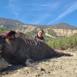 huge turkish wild boars
