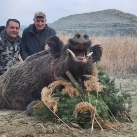 huge wild boar hunting in Turkey's black sea