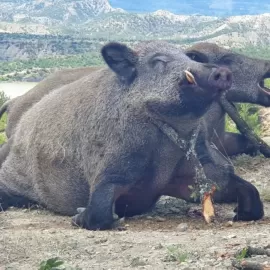 Giant wild boar hunts