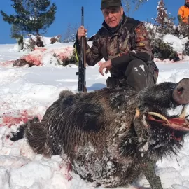 hunt huge wild boar with big tusks