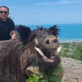 trophy wild boar hunting in Turkey