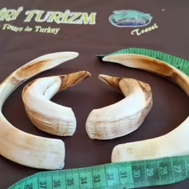 Huge wild boar tusks