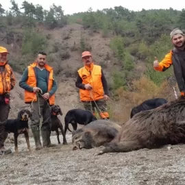 driven wild boar hunting