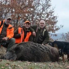 Turkish wild boar dog hunts