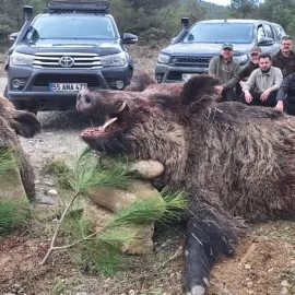 hunt free-range wild boar in turkey