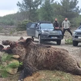 Turkey Wild boar hunting