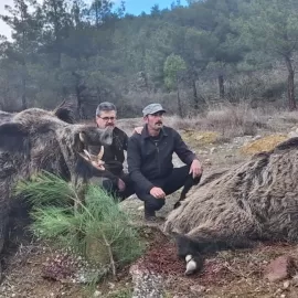 giant wild boar trophy hunts
