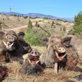 hunt free-range wild boar with dogs