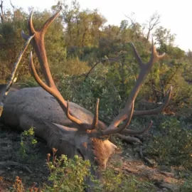 free range red stag hunt in Turkey