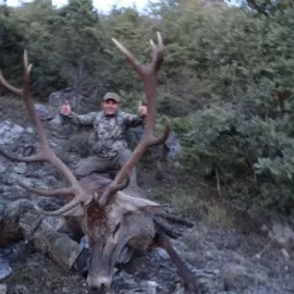Turkey hunting for free range red stag