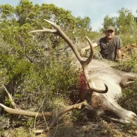 hunting red stag trophies